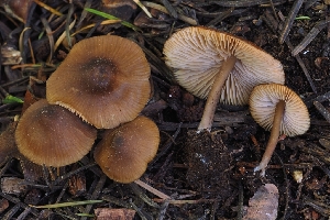  (Entoloma sp. CA24 - HAY-F-004907)  @11 [ ] by-nc (2023) Warren Cardimona Fungal Diversity Survey