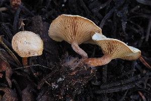  ( - HAY-F-004902)  @11 [ ] by-nc (2023) Warren Cardimona Fungal Diversity Survey