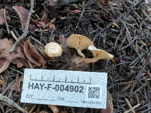  ( - HAY-F-004902)  @11 [ ] by-nc (2023) Warren Cardimona Fungal Diversity Survey