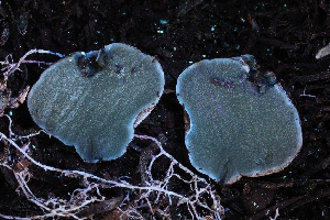  ( - HAY-F-004900)  @11 [ ] by-nc (2023) Warren Cardimona Fungal Diversity Survey