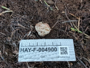  ( - HAY-F-004900)  @11 [ ] by-nc (2023) Warren Cardimona Fungal Diversity Survey