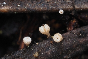  ( - HAY-F-004898)  @11 [ ] by-nc (2023) Warren Cardimona Fungal Diversity Survey