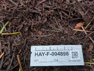  ( - HAY-F-004898)  @11 [ ] by-nc (2023) Warren Cardimona Fungal Diversity Survey