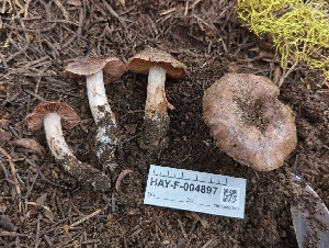  ( - HAY-F-004897)  @11 [ ] by-nc (2023) Warren Cardimona Fungal Diversity Survey