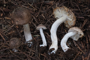  ( - HAY-F-004890)  @11 [ ] by-nc (2023) Warren Cardimona Fungal Diversity Survey