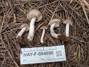  ( - HAY-F-004890)  @11 [ ] by-nc (2023) Warren Cardimona Fungal Diversity Survey