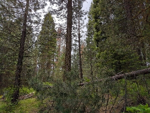  ( - HAY-F-004890)  @11 [ ] by-nc (2023) Warren Cardimona Fungal Diversity Survey