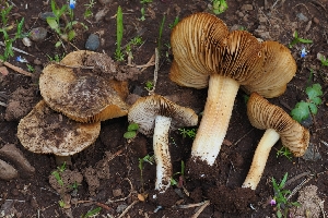  (Inocybe chelanensis - HAY-F-004888)  @11 [ ] by-nc (2023) Warren Cardimona Fungal Diversity Survey
