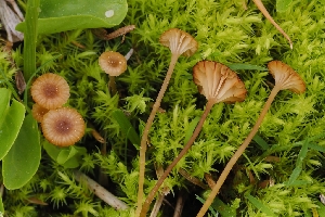  ( - HAY-F-004886)  @11 [ ] by-nc (2023) Warren Cardimona Fungal Diversity Survey