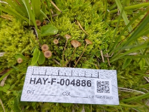  ( - HAY-F-004886)  @11 [ ] by-nc (2023) Warren Cardimona Fungal Diversity Survey