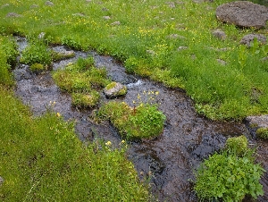  ( - HAY-F-004886)  @11 [ ] by-nc (2023) Warren Cardimona Fungal Diversity Survey