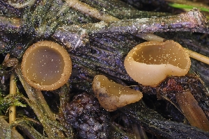  ( - HAY-F-004885)  @11 [ ] by-nc (2023) Warren Cardimona Fungal Diversity Survey
