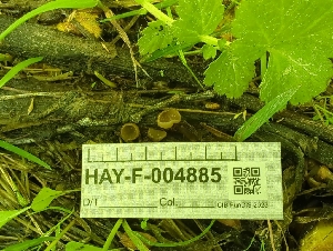  ( - HAY-F-004885)  @11 [ ] by-nc (2023) Warren Cardimona Fungal Diversity Survey