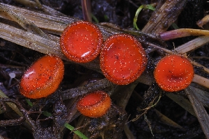  (Scutellinia sp. CA02 - HAY-F-004884)  @11 [ ] by-nc (2023) Warren Cardimona Fungal Diversity Survey