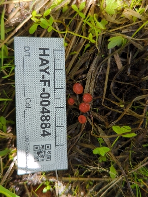  ( - HAY-F-004884)  @11 [ ] by-nc (2023) Warren Cardimona Fungal Diversity Survey