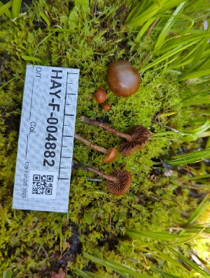  ( - HAY-F-004882)  @11 [ ] by-nc (2023) Warren Cardimona Fungal Diversity Survey