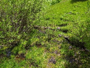  ( - HAY-F-004882)  @11 [ ] by-nc (2023) Warren Cardimona Fungal Diversity Survey