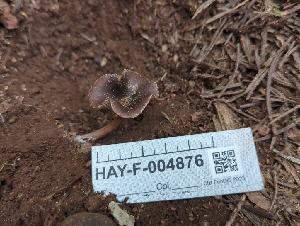  ( - HAY-F-004876)  @11 [ ] by-nc (2023) Warren Cardimona Fungal Diversity Survey