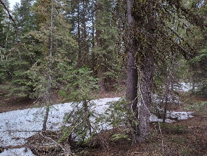  ( - HAY-F-004876)  @11 [ ] by-nc (2023) Warren Cardimona Fungal Diversity Survey