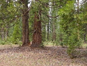  ( - HAY-F-004875)  @11 [ ] by-nc (2023) Warren Cardimona Fungal Diversity Survey