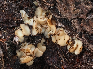  ( - HAY-F-004874)  @11 [ ] by-nc (2023) Warren Cardimona Fungal Diversity Survey