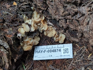  ( - HAY-F-004874)  @11 [ ] by-nc (2023) Warren Cardimona Fungal Diversity Survey