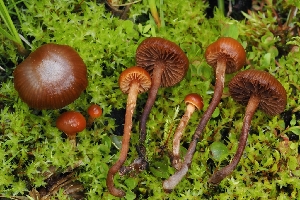  (Deconica sp. CA05 - HAY-F-004882)  @11 [ ] by-nc (2023) Warren Cardimona Fungal Diversity Survey