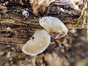  ( - HAY-F-005051)  @11 [ ] by-nc (2023) Dean Lyons Fungal Diversity Survey