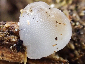  ( - HAY-F-005051)  @11 [ ] by-nc (2023) Dean Lyons Fungal Diversity Survey