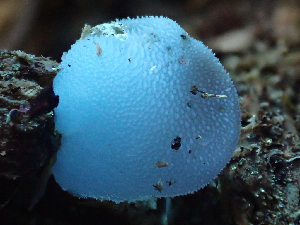  ( - HAY-F-005051)  @11 [ ] by-nc (2023) Dean Lyons Fungal Diversity Survey