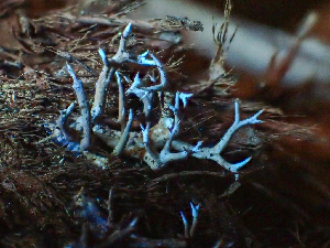  ( - HAY-F-005052)  @11 [ ] by-nc (2023) Dean Lyons Fungal Diversity Survey