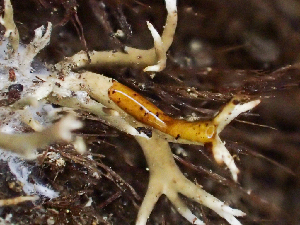  ( - HAY-F-005052)  @11 [ ] by-nc (2023) Dean Lyons Fungal Diversity Survey