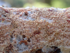 ( - HAY-F-005059)  @11 [ ] by-nc (2023) Dean Lyons Fungal Diversity Survey