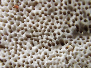  ( - HAY-F-005054)  @11 [ ] by-nc (2023) Dean Lyons Fungal Diversity Survey