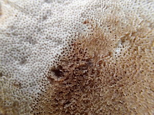  ( - HAY-F-005054)  @11 [ ] by-nc (2023) Dean Lyons Fungal Diversity Survey