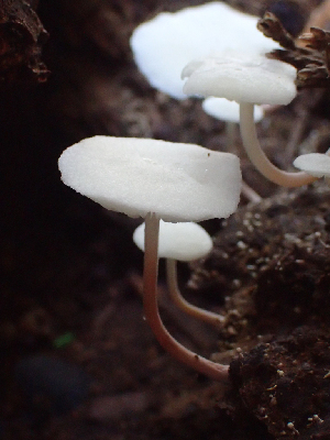  ( - HAY-F-005077)  @11 [ ] by-nc (2023) Dean Lyons Fungal Diversity Survey