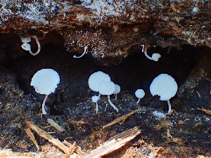  ( - HAY-F-005077)  @11 [ ] by-nc (2023) Dean Lyons Fungal Diversity Survey