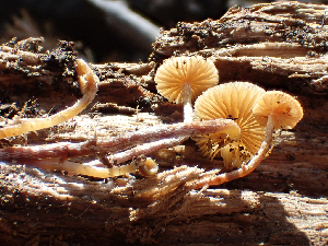  ( - HAY-F-005065)  @11 [ ] by-nc (2023) Dean Lyons Fungal Diversity Survey