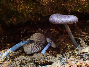  ( - HAY-F-005073)  @11 [ ] by-nc (2023) Dean Lyons Fungal Diversity Survey