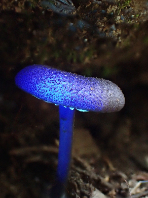  ( - HAY-F-005073)  @11 [ ] by-nc (2023) Dean Lyons Fungal Diversity Survey