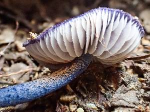  ( - HAY-F-005073)  @11 [ ] by-nc (2023) Dean Lyons Fungal Diversity Survey