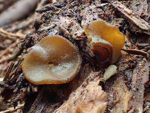  (Elaiopezia - HAY-F-005072)  @11 [ ] by-nc (2023) Dean Lyons Fungal Diversity Survey