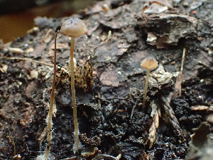  ( - HAY-F-004463)  @11 [ ] by-nc (2023) Dean Lyons Fungal Diversity Survey