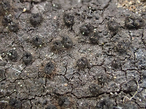  ( - HAY-F-004464)  @11 [ ] by-nc (2023) Dean Lyons Fungal Diversity Survey