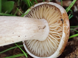  (Clitocybe - HAY-F-004466)  @11 [ ] by-nc (2023) Dean Lyons Fungal Diversity Survey