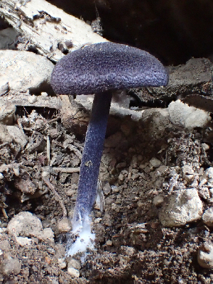  ( - HAY-F-006166)  @11 [ ] by-nc (2023) Dean Lyons Fungal Diversity Survey