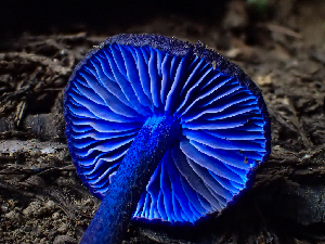  ( - HAY-F-006166)  @11 [ ] by-nc (2023) Dean Lyons Fungal Diversity Survey