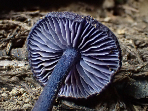  (Entoloma occidentale - HAY-F-006166)  @11 [ ] by-nc (2023) Dean Lyons Fungal Diversity Survey