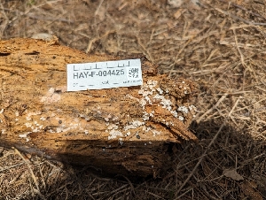  ( - HAY-F-004425)  @11 [ ] by-nc (2023) Stu Pickell Fungal Diversity Survey