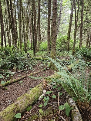  ( - HAY-F-003205)  @11 [ ] by (2023) Mandy Hackney Fungal Diversity Survey